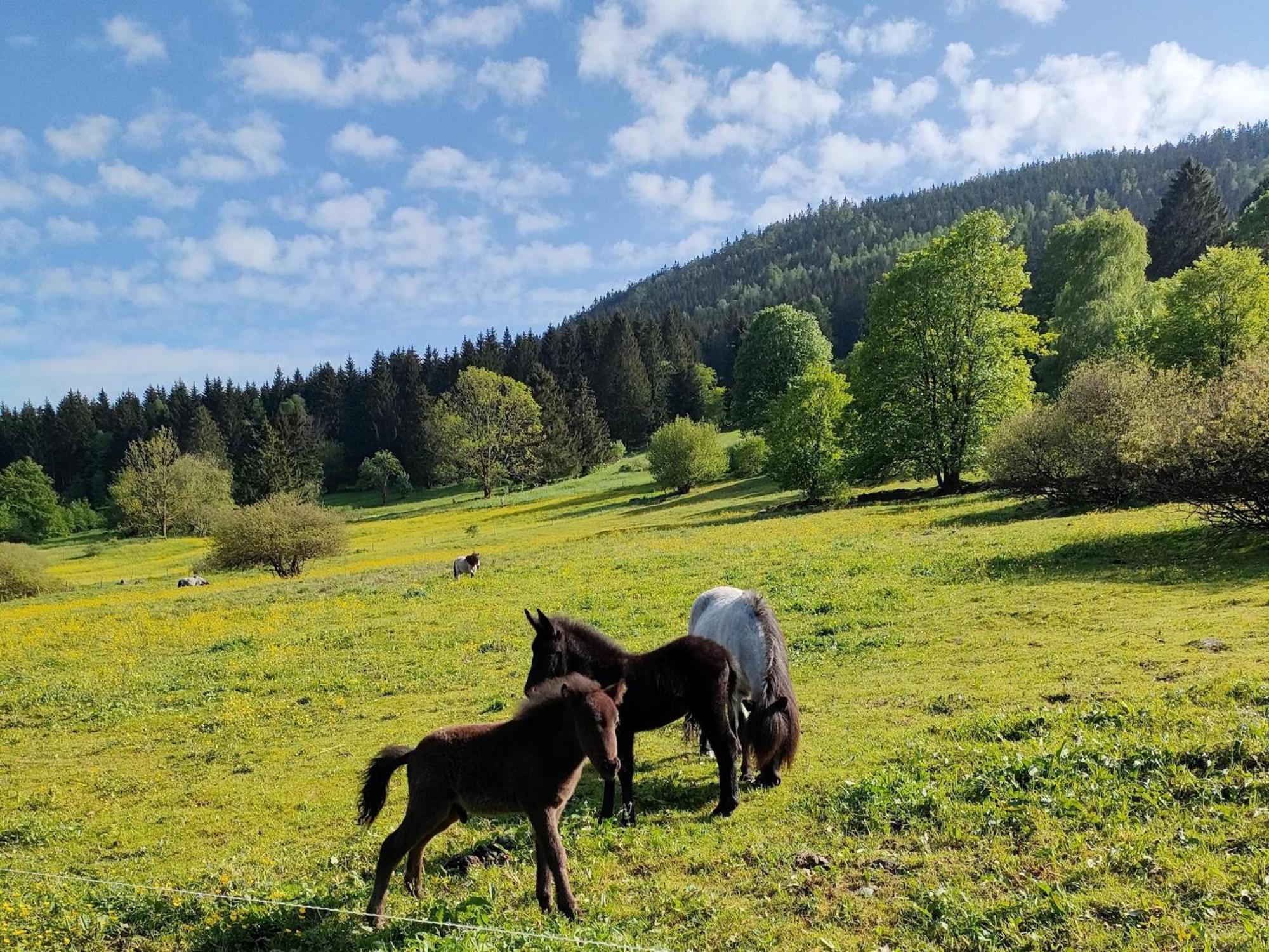 Vacation Home Am Hermannsberg, Oberschoenau Oberschonau Buitenkant foto